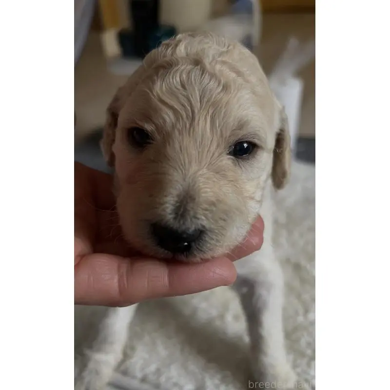 販売中の大阪府のスタンダードプードル-451606の5枚目