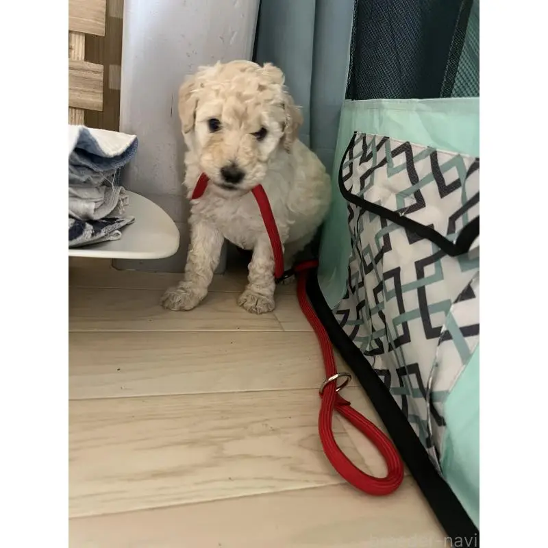 販売中の大阪府のスタンダードプードル-451606の4枚目