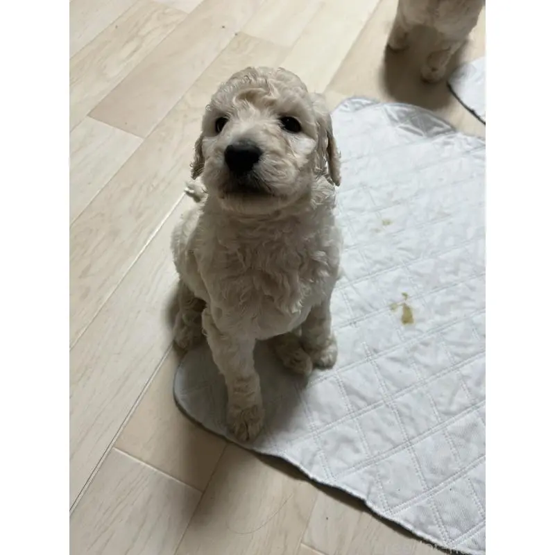 販売中の大阪府のスタンダードプードル-451606の3枚目