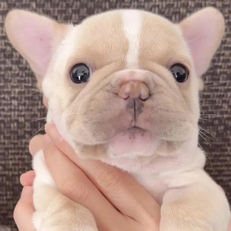 販売中の佐賀県のフレンチブルドッグ-451609の8枚目