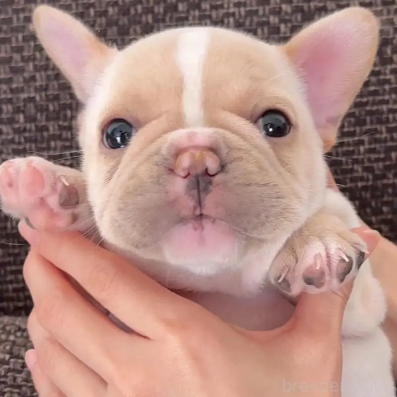 販売中の佐賀県のフレンチブルドッグ-451609の7枚目