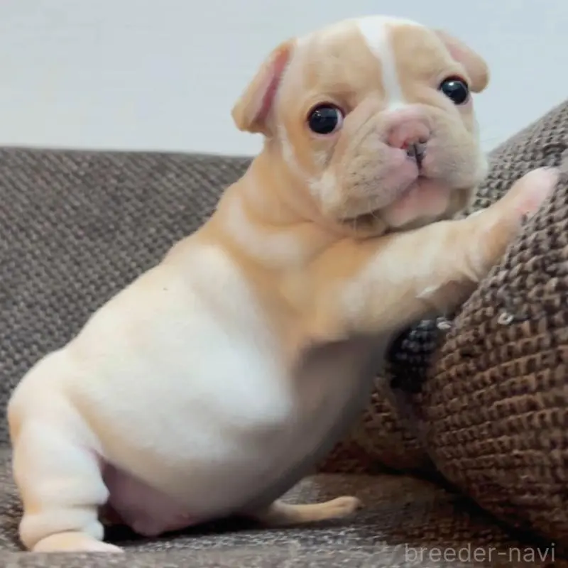 販売中の佐賀県のフレンチブルドッグ-451609の5枚目