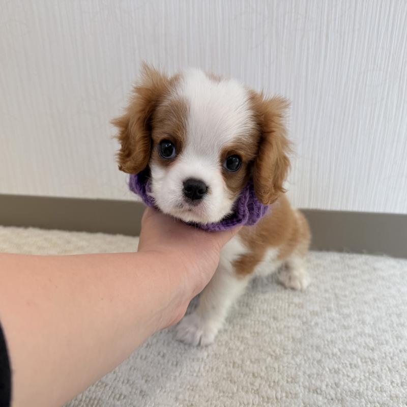 販売中の埼玉県のキャバリアキングチャールズスパニエル-443910の6枚目