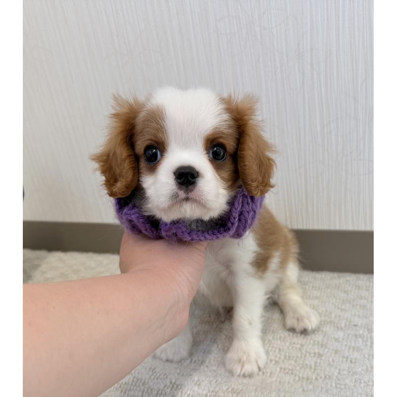 販売中の埼玉県のキャバリアキングチャールズスパニエル-443910の5枚目