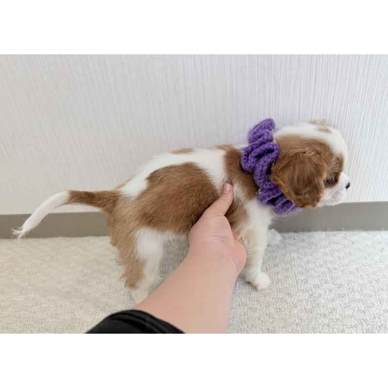 販売中の埼玉県のキャバリアキングチャールズスパニエル-443910の4枚目