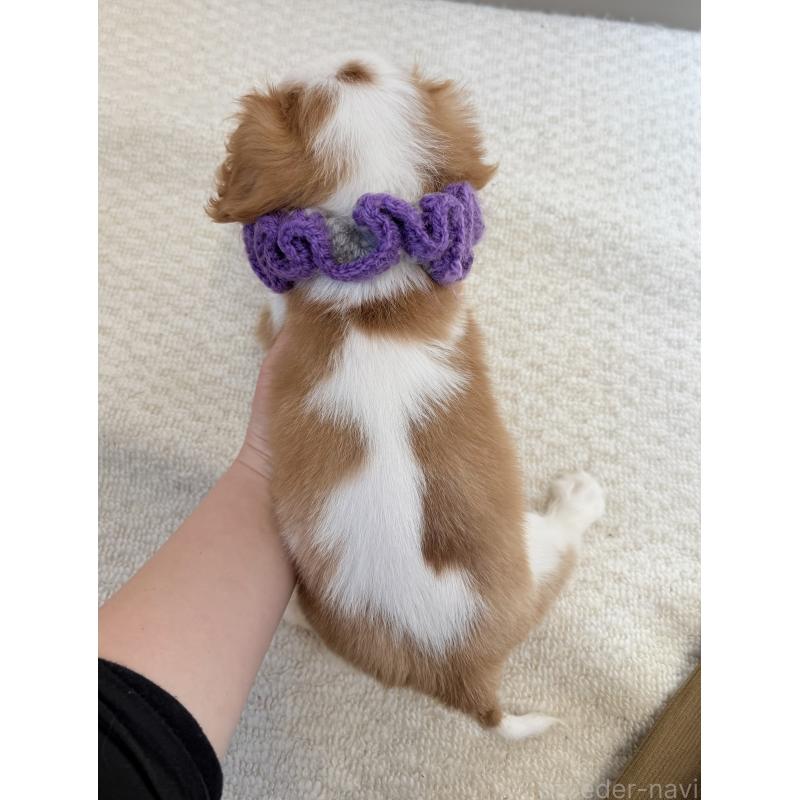 販売中の埼玉県のキャバリアキングチャールズスパニエル-443910の3枚目