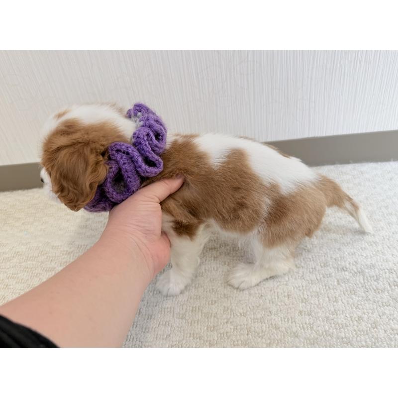 販売中の埼玉県のキャバリアキングチャールズスパニエル-443910の2枚目