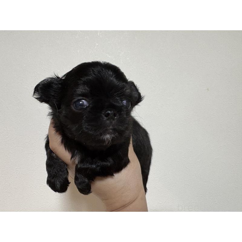 販売中の福岡県のチワワ(ロングコート)-451620