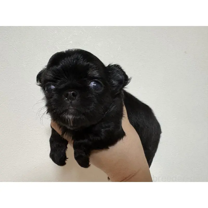 販売中の福岡県のチワワ(ロングコート)-451620の6枚目