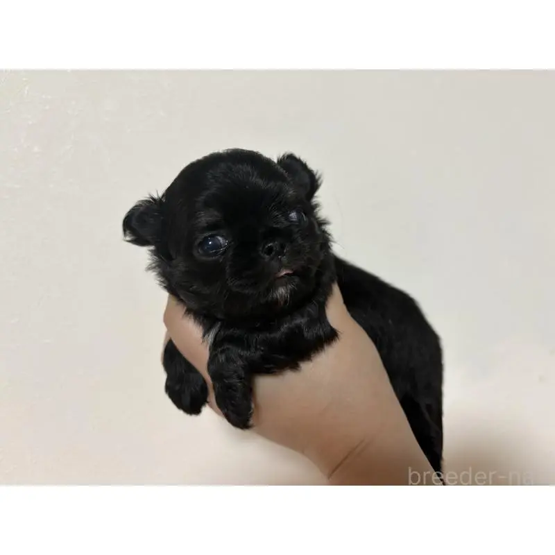 販売中の福岡県のチワワ(ロングコート)-451620の5枚目