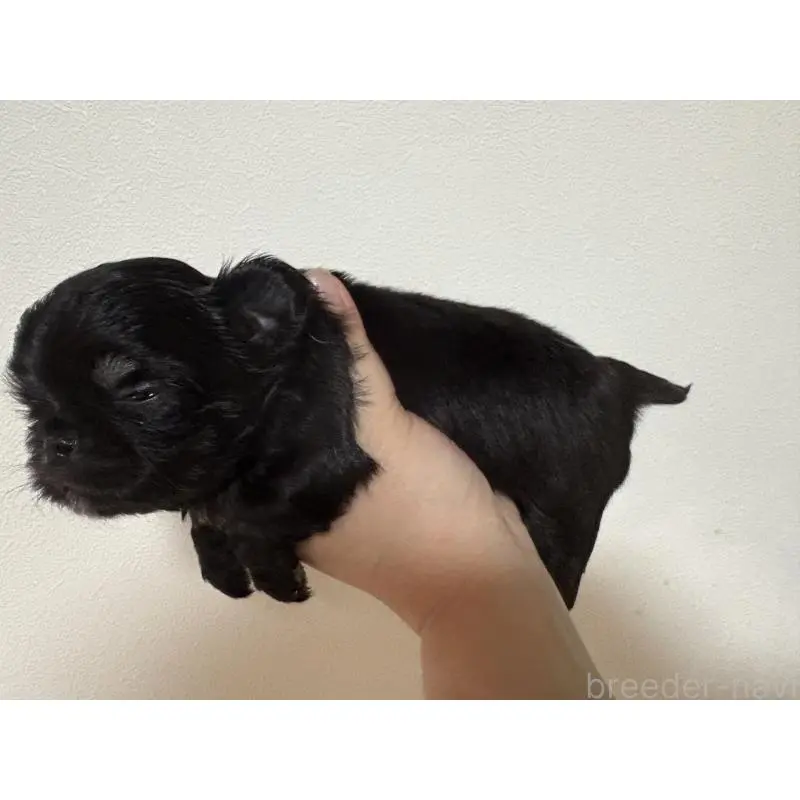 販売中の福岡県のチワワ(ロングコート)-451620の3枚目