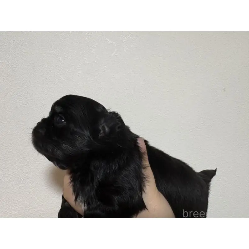 販売中の福岡県のチワワ(ロングコート)-451620の2枚目