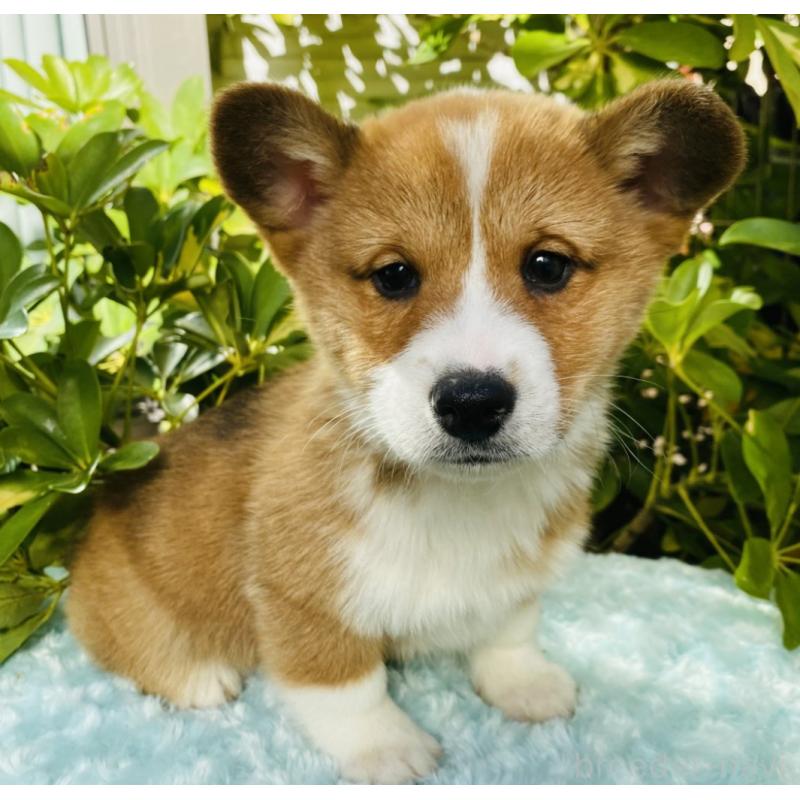 販売中の千葉県のミックス犬-441886の2枚目