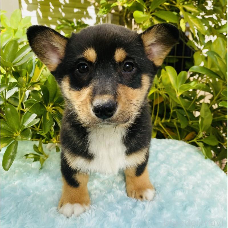 販売中の千葉県のミックス犬-440897の2枚目