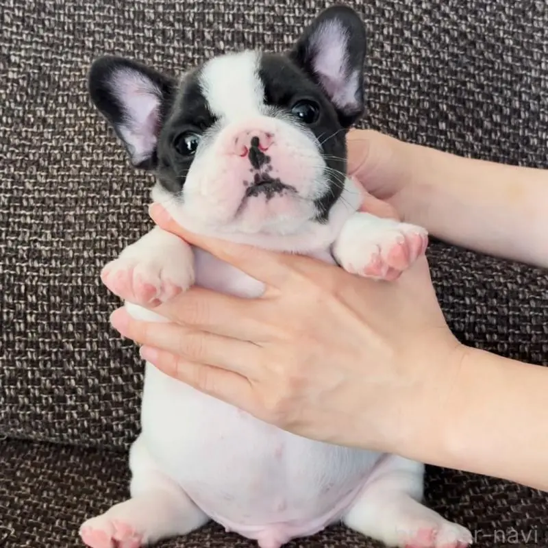 販売中の佐賀県のフレンチブルドッグ-451623の6枚目