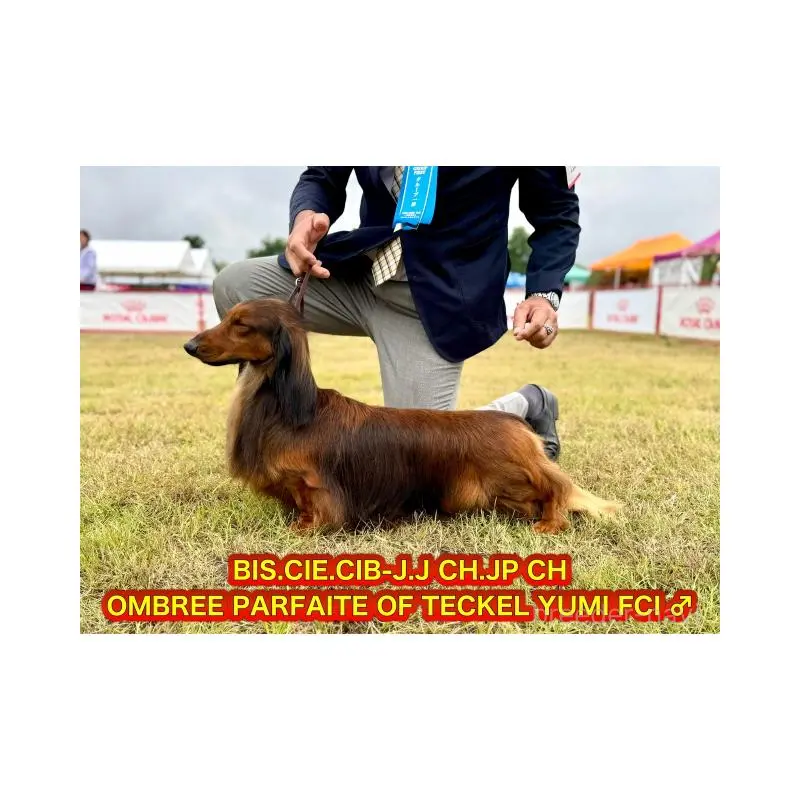 販売中の兵庫県のスタンダードダックスフンド-451621の4枚目