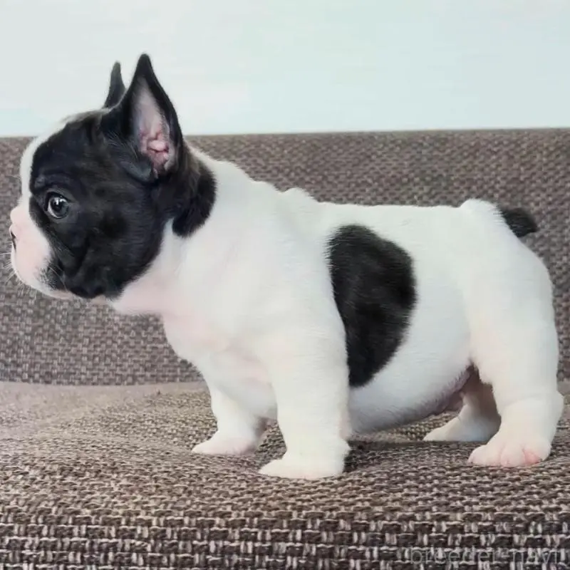 販売中の佐賀県のフレンチブルドッグ-451623の3枚目