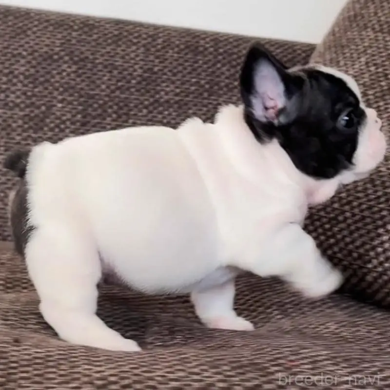 販売中の佐賀県のフレンチブルドッグ-451623の4枚目