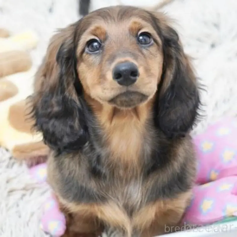 販売中の兵庫県のスタンダードダックスフンド-451621