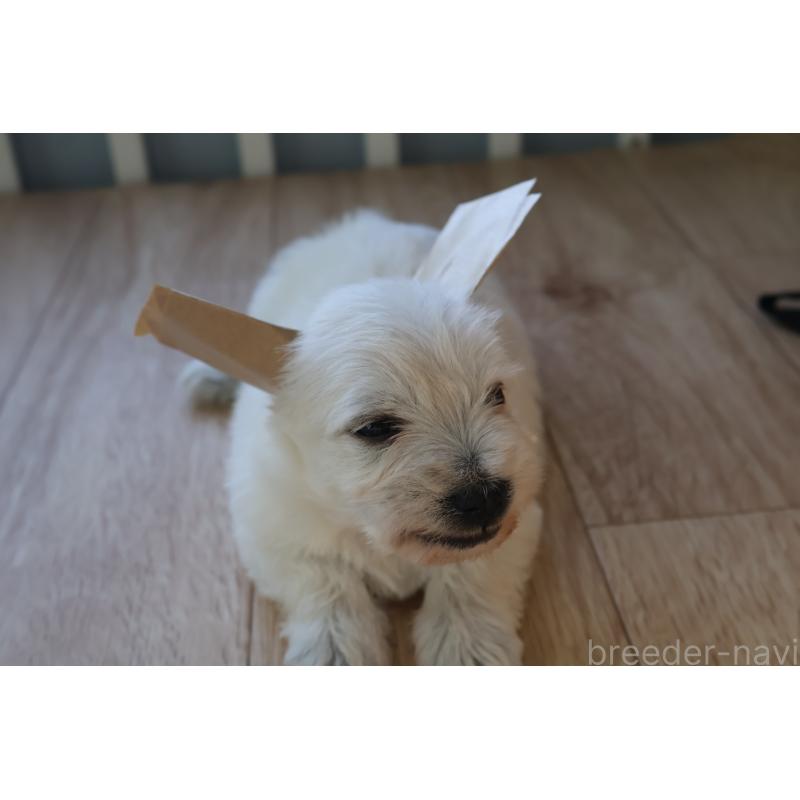 販売中の栃木県のウエストハイランドホワイトテリア(ウエスティ)-451625の7枚目