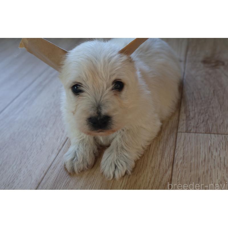 販売中の栃木県のウエストハイランドホワイトテリア(ウエスティ)-451625の6枚目