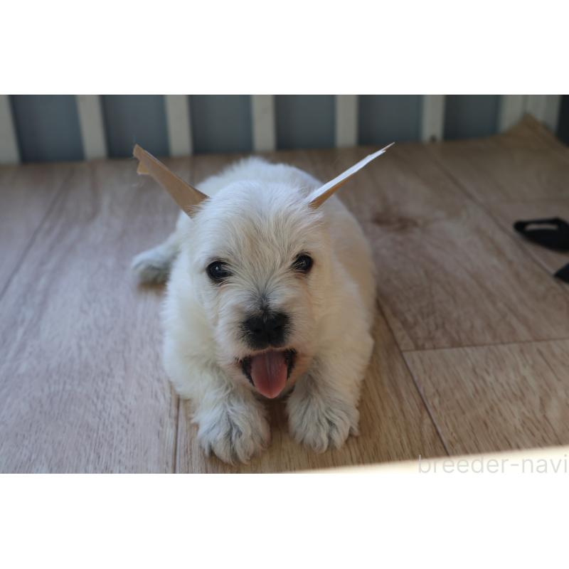 販売中の栃木県のウエストハイランドホワイトテリア(ウエスティ)-451625の5枚目
