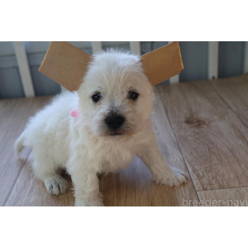 販売中の栃木県のウエストハイランドホワイトテリア(ウエスティ)-451625の4枚目
