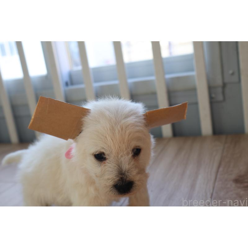 販売中の栃木県のウエストハイランドホワイトテリア(ウエスティ)-451625の3枚目
