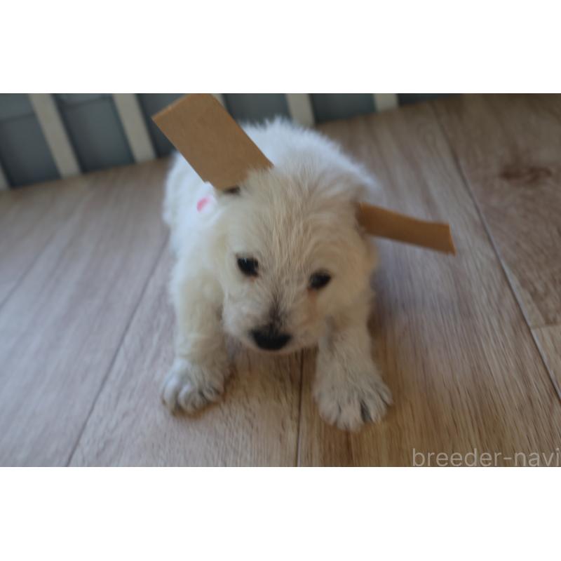 販売中の栃木県のウエストハイランドホワイトテリア(ウエスティ)-451625の2枚目