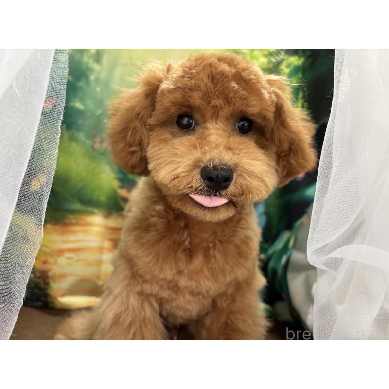 販売中の栃木県のトイプードル-423583の12枚目