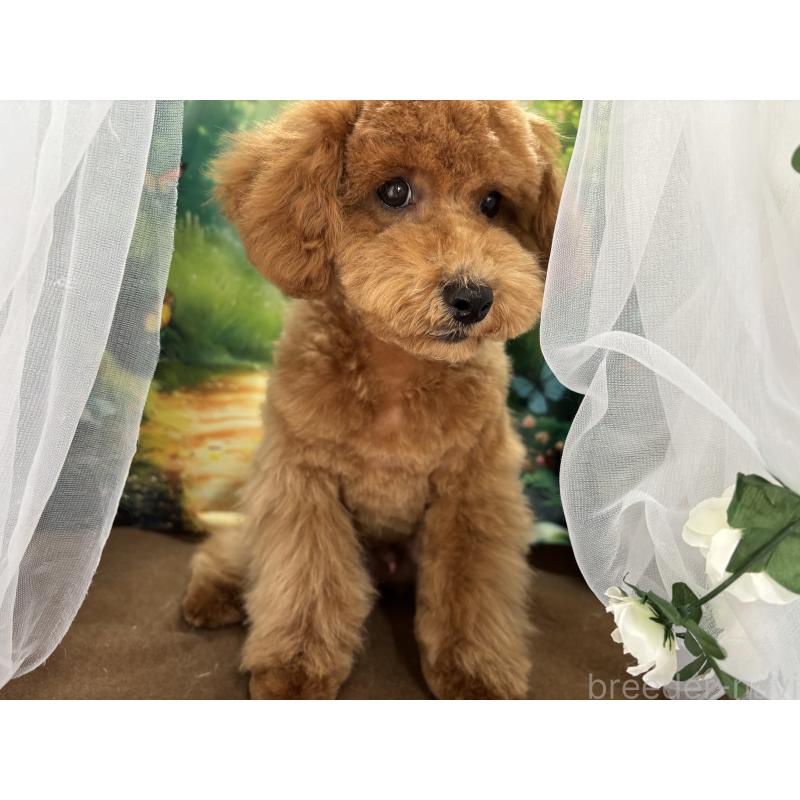 販売中の栃木県のトイプードル-423583の11枚目