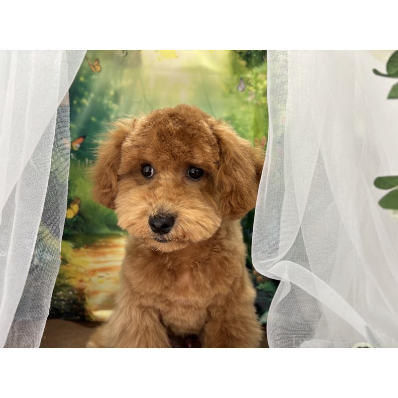 販売中の栃木県のトイプードル-423583の9枚目