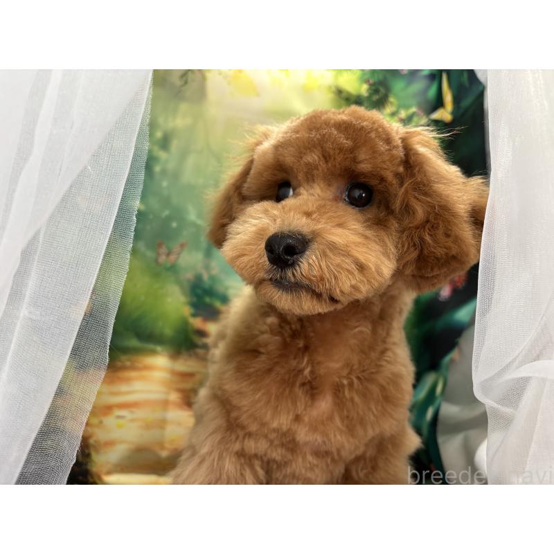 販売中の栃木県のトイプードル-423583の7枚目