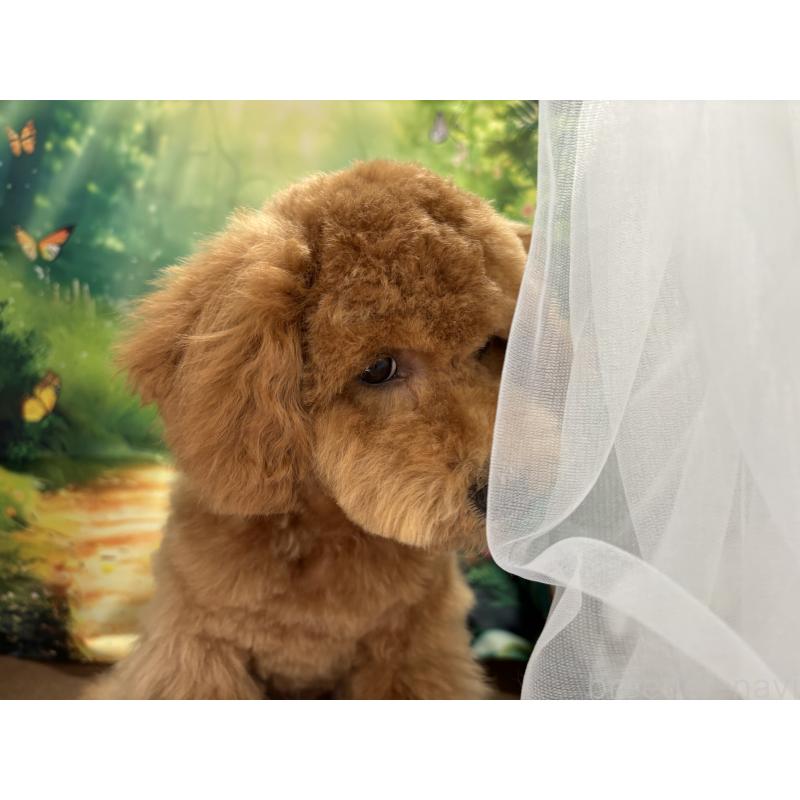 販売中の栃木県のトイプードル-423583の5枚目