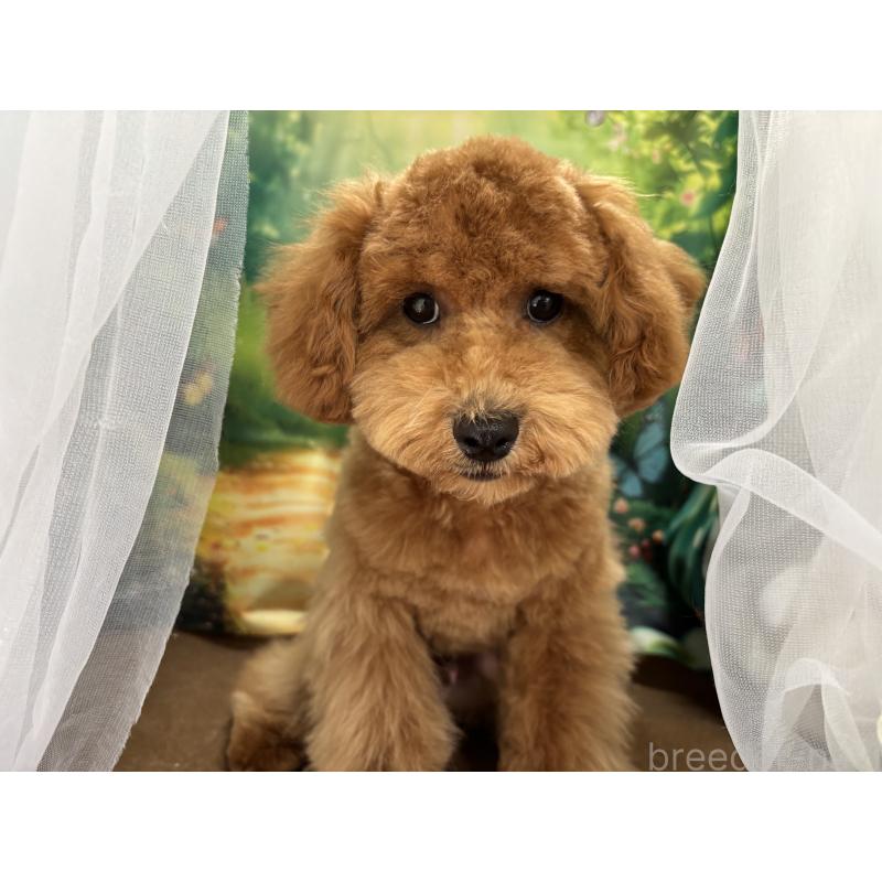 販売中の栃木県のトイプードル-423583の3枚目