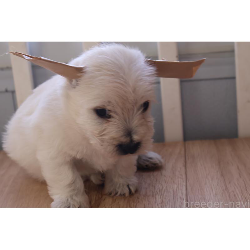 販売中の栃木県のウエストハイランドホワイトテリア(ウエスティ)-451626の8枚目