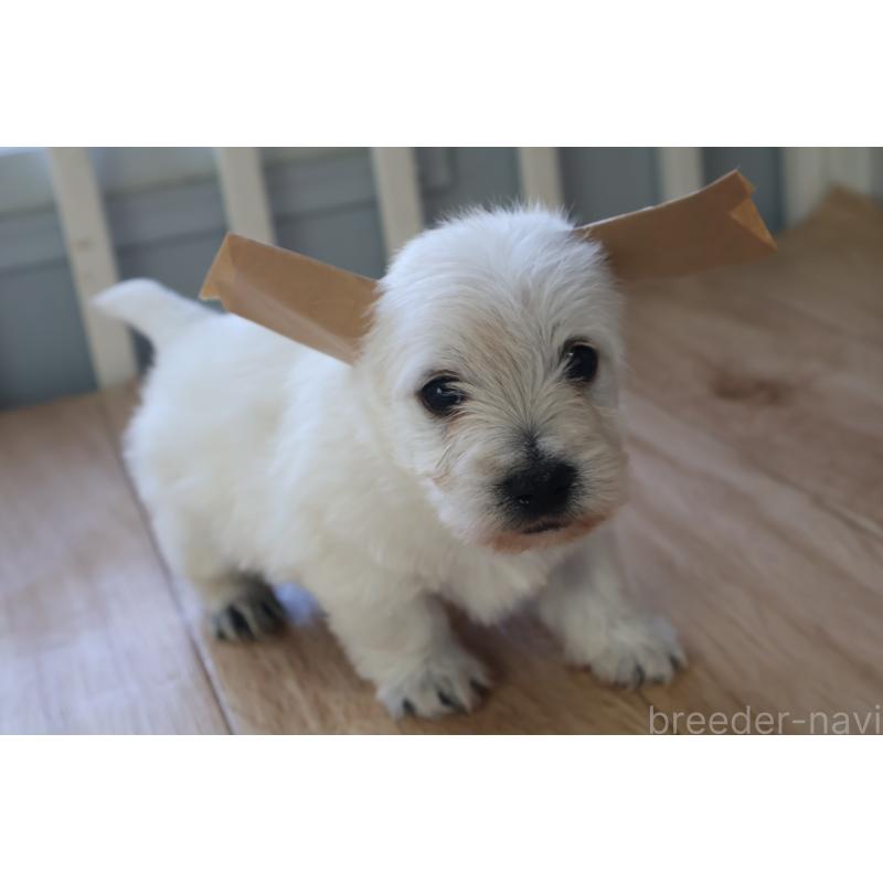 販売中の栃木県のウエストハイランドホワイトテリア(ウエスティ)-451626の7枚目