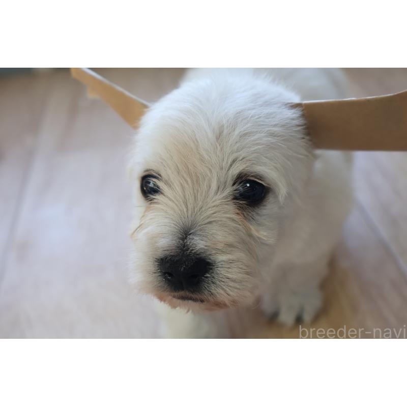 販売中の栃木県のウエストハイランドホワイトテリア(ウエスティ)-451626の6枚目