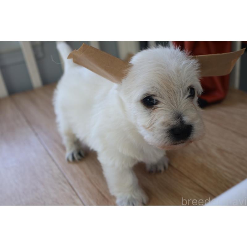 販売中の栃木県のウエストハイランドホワイトテリア(ウエスティ)-451626の5枚目