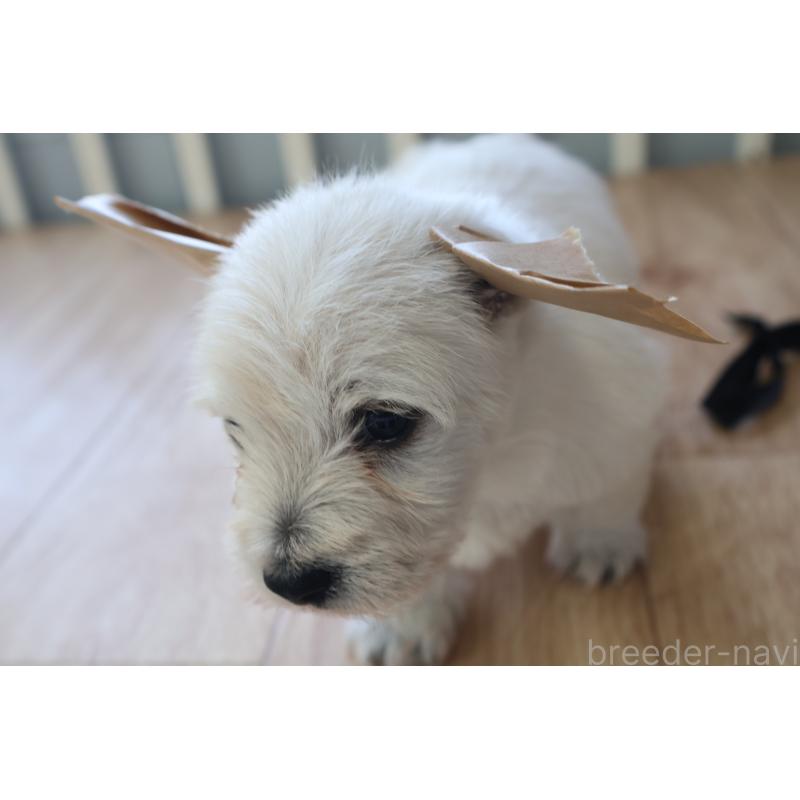 販売中の栃木県のウエストハイランドホワイトテリア(ウエスティ)-451626の4枚目