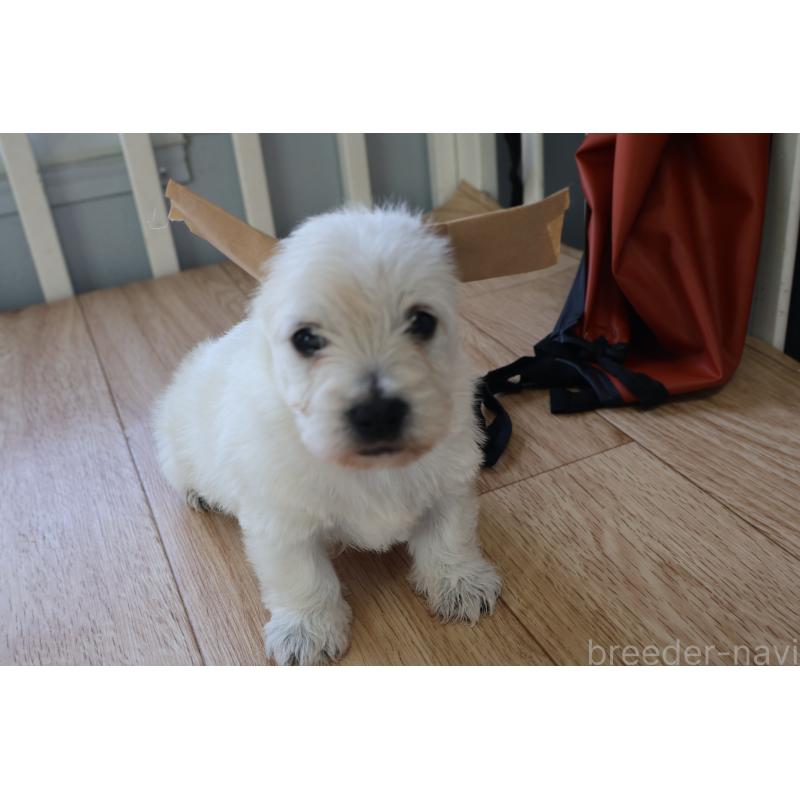 販売中の栃木県のウエストハイランドホワイトテリア(ウエスティ)-451626の3枚目