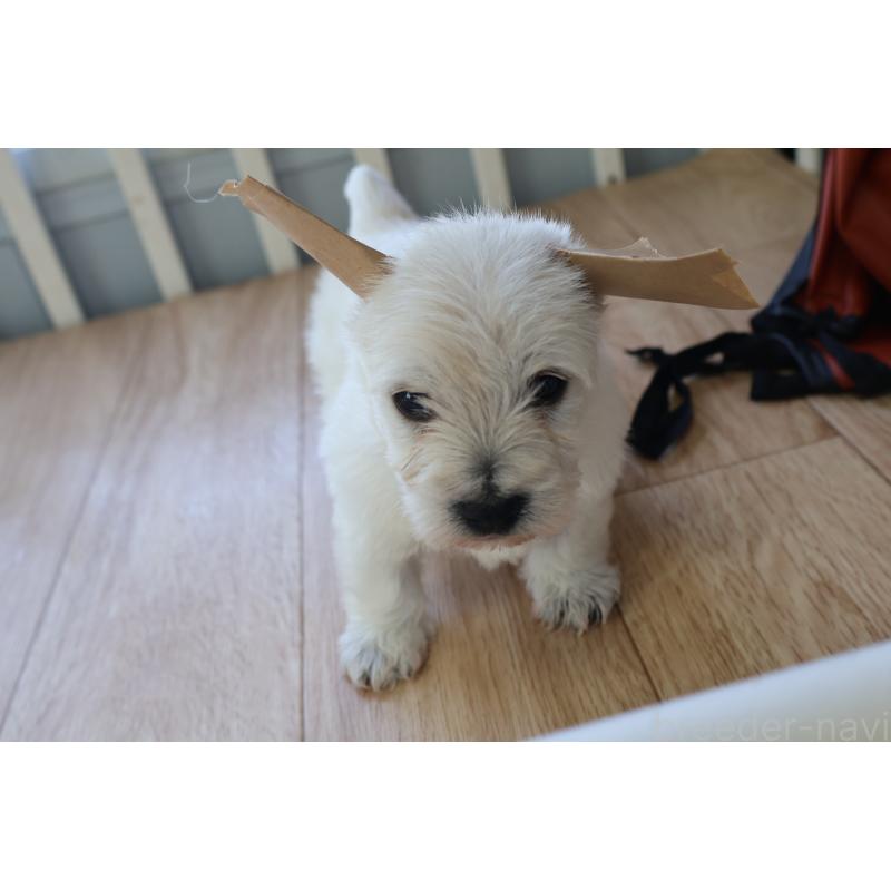 販売中の栃木県のウエストハイランドホワイトテリア(ウエスティ)-451626の2枚目