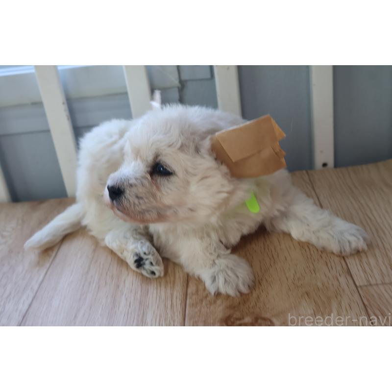 販売中の栃木県のウエストハイランドホワイトテリア(ウエスティ)-451627の6枚目