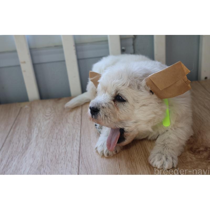 販売中の栃木県のウエストハイランドホワイトテリア(ウエスティ)-451627の5枚目