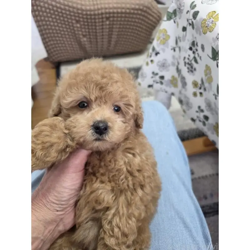 販売中の埼玉県のタイニープードル-451628の15枚目