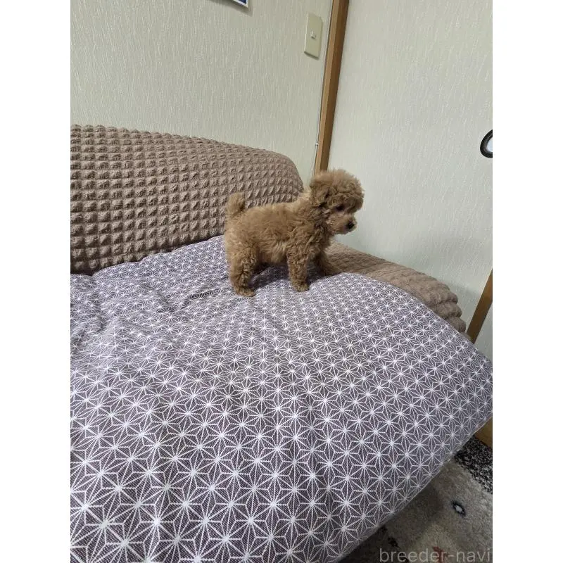 販売中の埼玉県のタイニープードル-451628の14枚目
