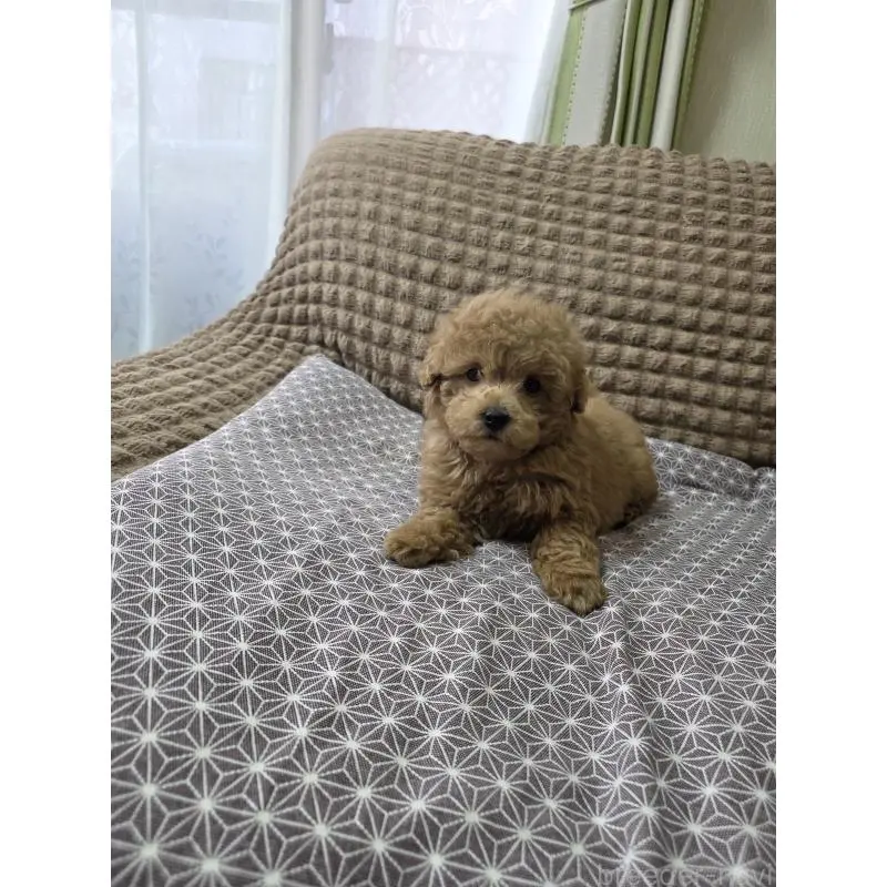 販売中の埼玉県のタイニープードル-451628の13枚目