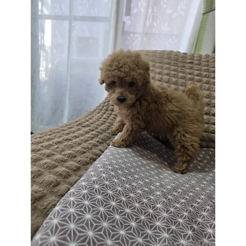 販売中の埼玉県のタイニープードル-451628の12枚目