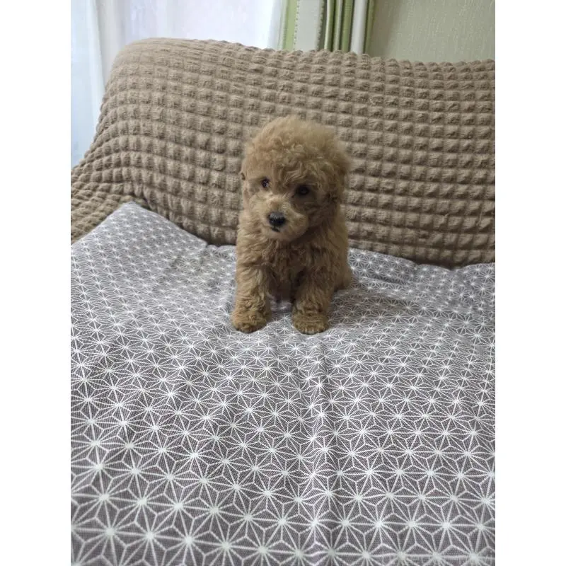 販売中の埼玉県のタイニープードル-451628の11枚目