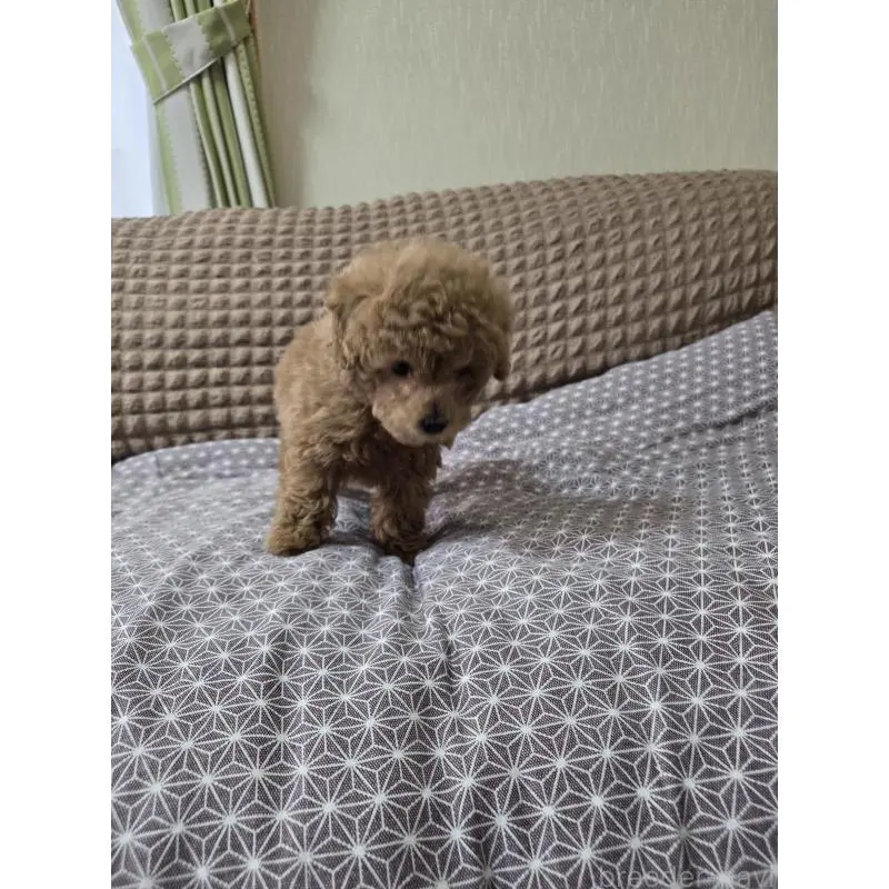販売中の埼玉県のタイニープードル-451628の10枚目
